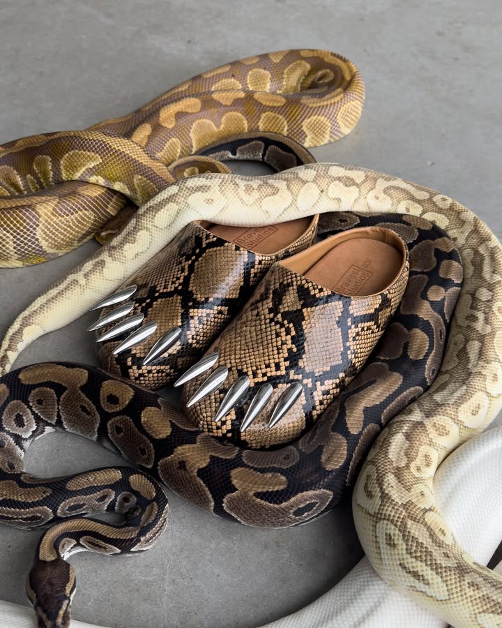 Snake Fangs